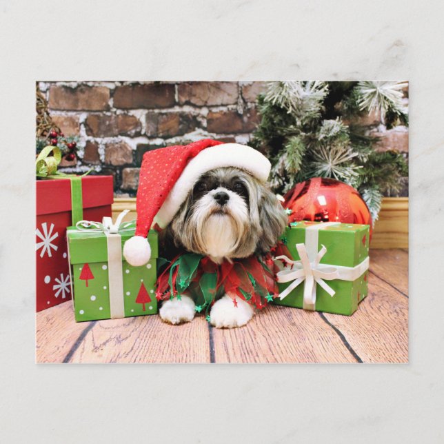 Cartão Postal De Festividades Christmas - Shih Tzu - Vince (Frente)