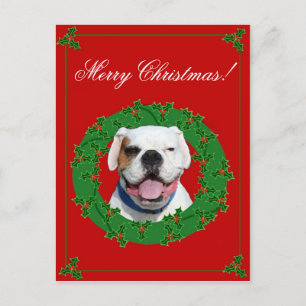 Cartão Postal De Festividades Christmas White Boxer postcard
