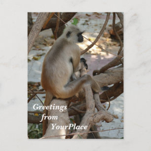 Cartão Postal De Festividades Cinza Langur - Descanse