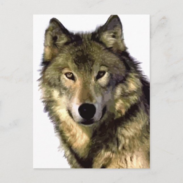 Cartão Postal De Festividades Cinza Wolf (Frente)