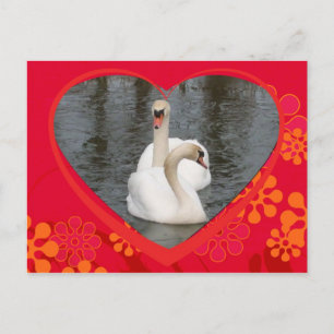 Cartão Postal De Festividades cisnes dos namorados