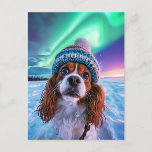 Cartão Postal De Festividades Cocker Spaniel King Charles com luzes do norte