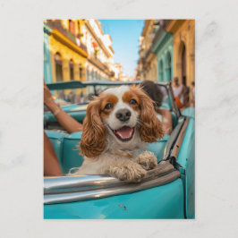 Cartão Postal De Festividades Cocker Spaniel King Charles tira selfies em Cuba