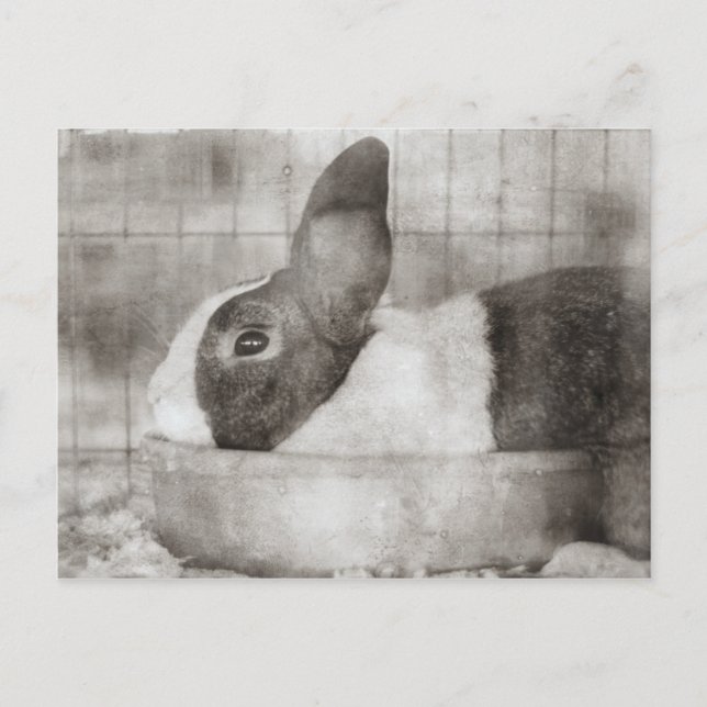 Cartão Postal De Festividades Coelho Sentado em uma Páscoa Retro Bowl (Frente)