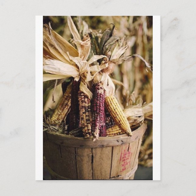 Cartão Postal De Festividades colheita de ação de graças (Frente)