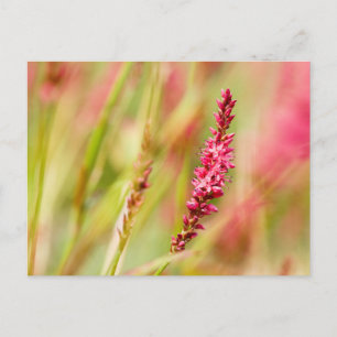 Cartão Postal De Festividades colorbush