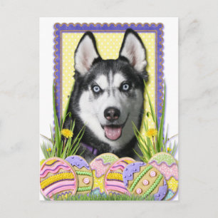 Cartão Postal De Festividades Cookies de Ovos de Páscoa - Husky Siberiano