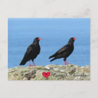Cornish Choughs (Palores) Pyrhocorax pyrhocorax
