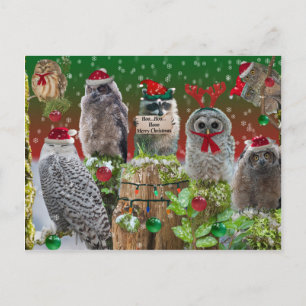 Cartão Postal De Festividades Corujas e guaxinins de Natal