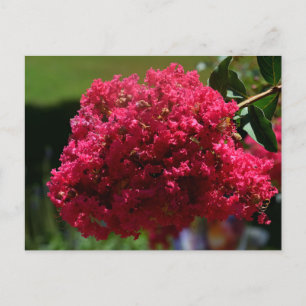 Cartão Postal De Festividades Crepe Myrtle Flower