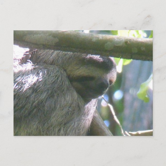 Cartão Postal De Festividades Cute Costa Rica Sloth Close Up DIY Postcard (Frente)