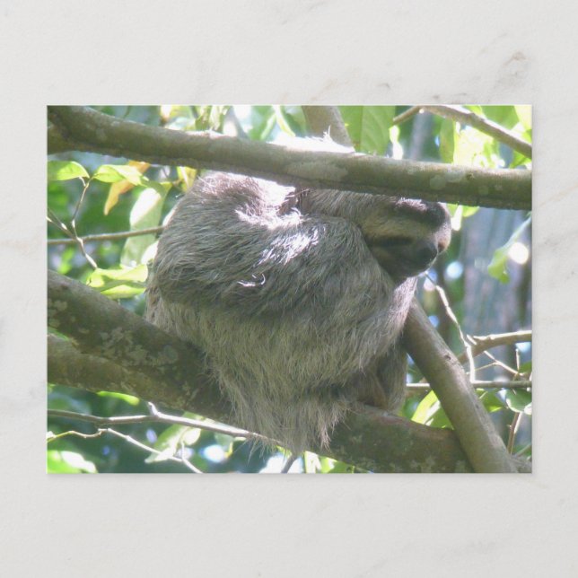 Cartão Postal De Festividades Cute Costa Rica Sloth DIY Postcard (Frente)