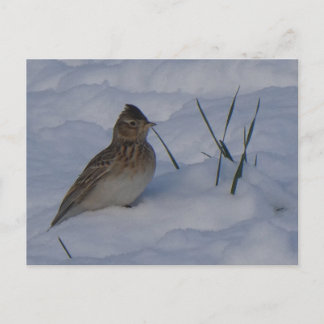 Cartão Postal De Festividades Cute Eurasian Skylark Bird in Snow DIY Postcard