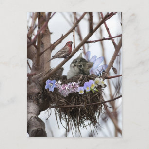 Cartão Postal De Festividades Cute kitten and bird nest Easter postcard