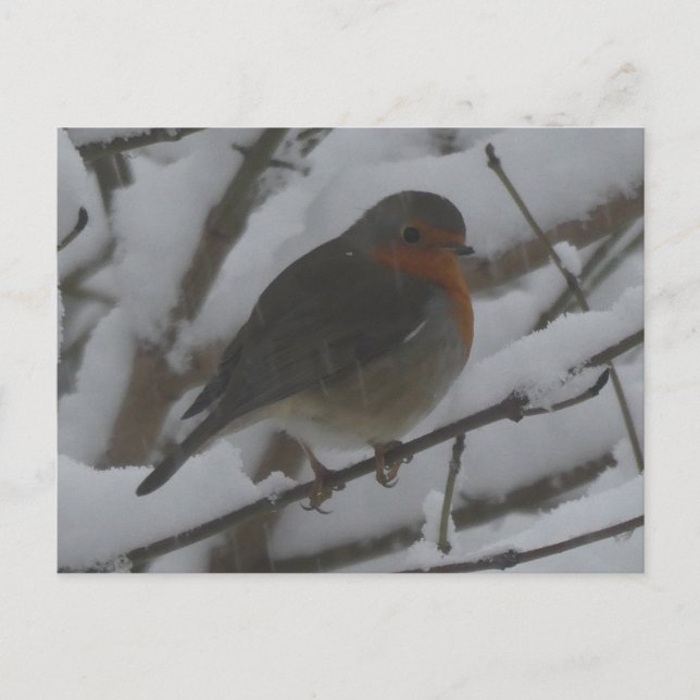 Cartão Postal De Festividades Cute Robin Close Up in Snow DIY Postcard (Frente)