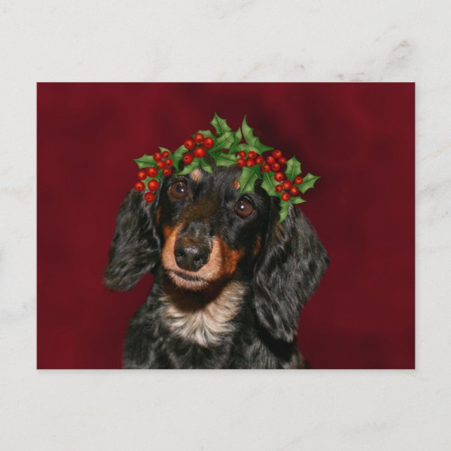 Cartão Postal De Festividades Dachshund Christmas (Frente)