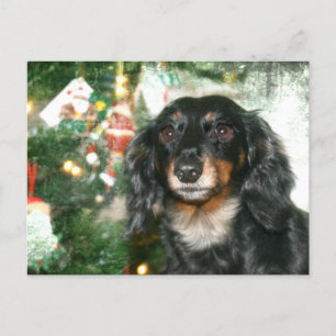 Cartão Postal De Festividades Dachshund Christmas