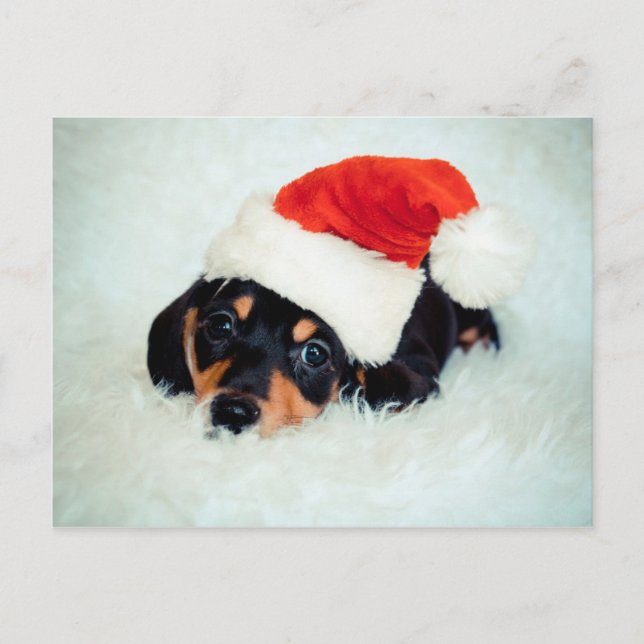 Cartão Postal De Festividades Dachshund Puppy Natal (Frente)