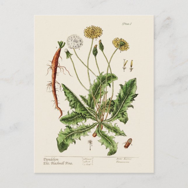 Cartão Postal De Festividades Dandelion (Frente)