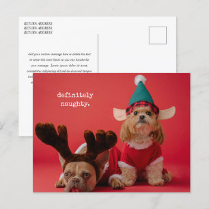 Cartão Postal De Festividades Definitivamente Foto de Animalzinho Travesso de Na