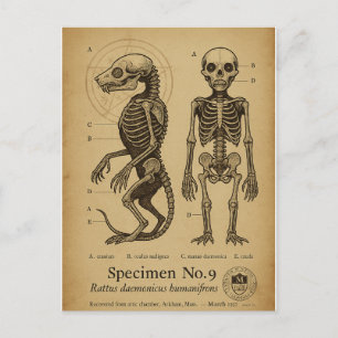 Cartão Postal De Festividades Descobertas Anatômicas: Brown Jenkin Specimen No. 
