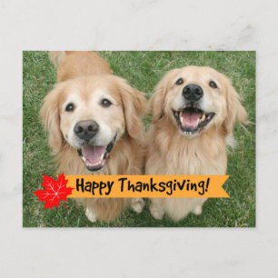 Cartão Postal De Festividades Desejos do Dia de Ação de Graças do ouro Retriever