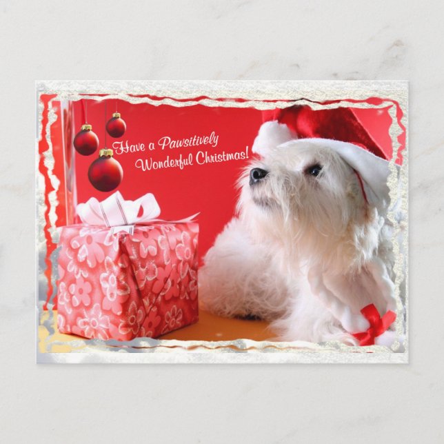 Cartão Postal De Festividades Desejos do Natal de Terrier branco de montanhas (Frente)