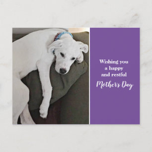 Cartão Postal De Festividades Dia de as mães Cãozinho Cãozinho Púrpura Branca Co