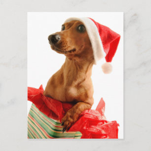 Cartão Postal De Festividades Dog on present with Santa hat