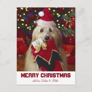 Cartão Postal De Festividades Dog with Christmas stocking