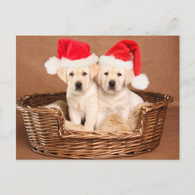 Cartão Postal De Festividades Dois filhotes de cachorro amarelos do Natal do (Frente)