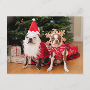 Cartão Postal De Festividades Dois terrier de Boston em trajes do Natal
