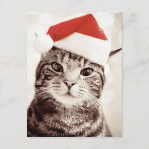 Cartão Postal De Festividades Domestic tabby cat wearing red Christmas hat