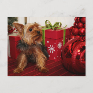 Cartão Postal De Festividades Dot - Yorkshire Terrier - Rodgers