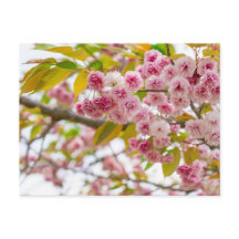 double cherry blossoms