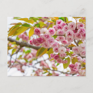 Cartão Postal De Festividades double cherry blossoms