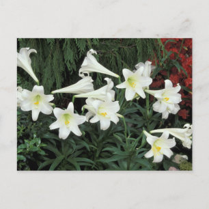 Cartão Postal De Festividades Easter Lily (Lilium regale)