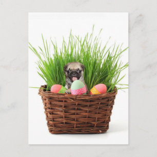 Cartão Postal De Festividades Easter pug puppy