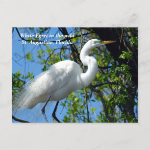 Cartão Postal De Festividades Egrete Branco na natureza
