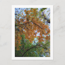 Cartão Postal De Festividades Elegant Autumn Holiday Postcard