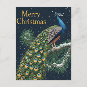 Cartão Postal De Festividades Elegante Peacock Pine Branch Feliz Natal Holida