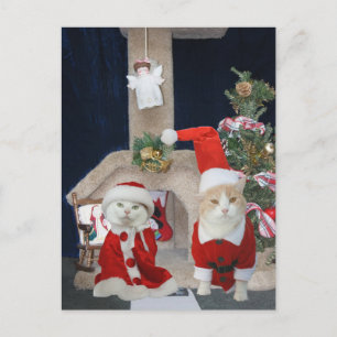 Cartão Postal De Festividades Engraçado/Bonito Gatinho de Natal Condo