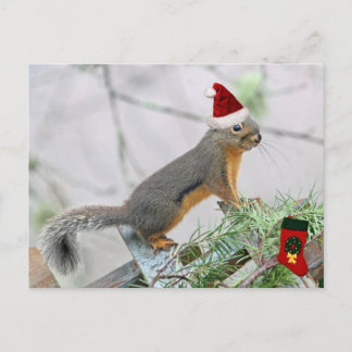 Cartão Postal De Festividades Esquilo de Natal com o Stocks de Natal