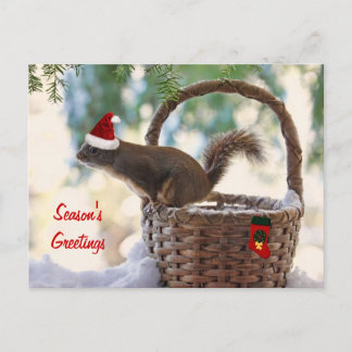 Cartão Postal De Festividades Esquilo de papais noeis na Cesta de Natal de Snowy