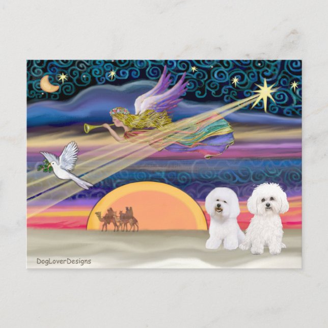 Cartão Postal De Festividades Estrela de Natal - Bichon Frise (dois) (Frente)