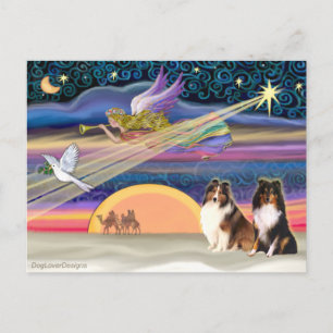Cartão Postal De Festividades Estrela de Natal - Shetland Sheepdog (2)