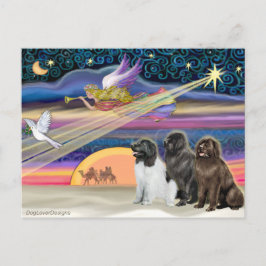 Cartão Postal De Festividades Estrela de Natal - Terra Nova (três)