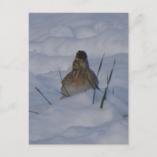 Cartão Postal De Festividades Eurasian Skylark Bird Close Up DIY Postcard