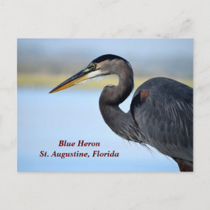 Cartão Postal De Festividades Excelente Blue Heron