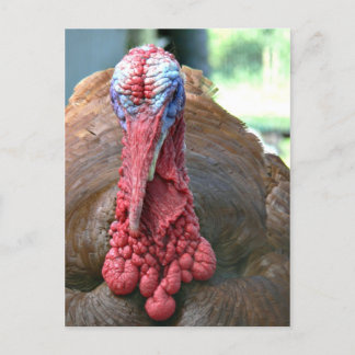 Cartão Postal De Festividades Face à Turquia